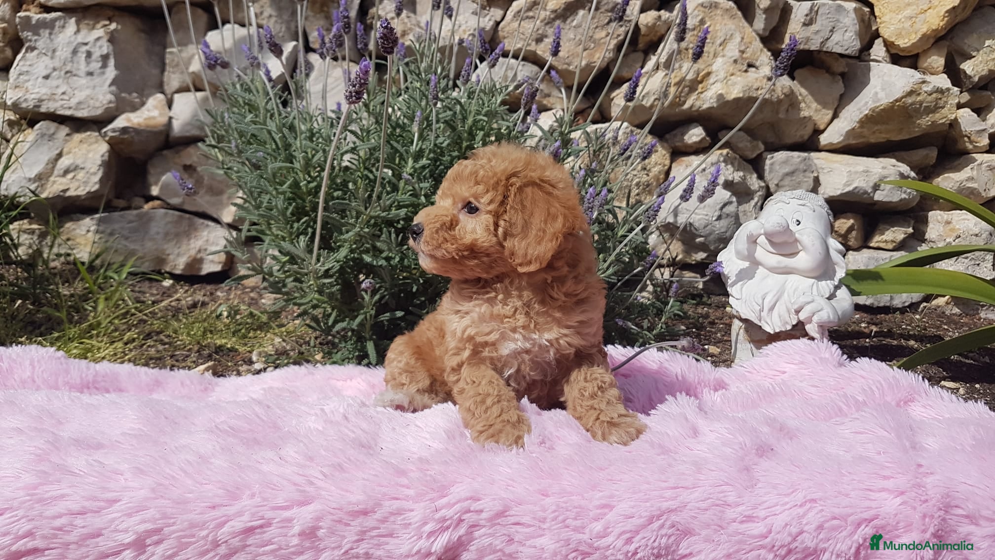 Caniche Enano perros Caniches preciosos en Barcelona - Anuncio 2