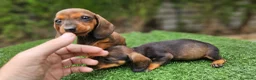 Teckel perros en venta: Teckel  kanichem...OFERTA  - Anuncio 6