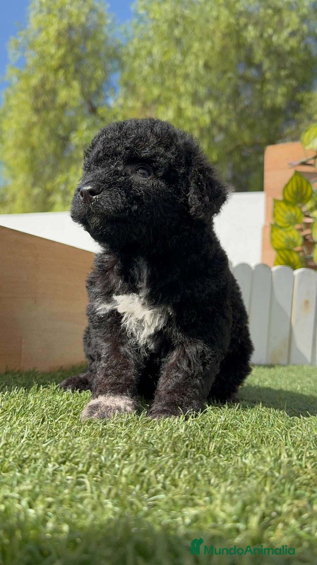 Perro de Agua Español perros en venta: PERRO DE AGUA ESPAÑOL HEMBRA - Imagen 33