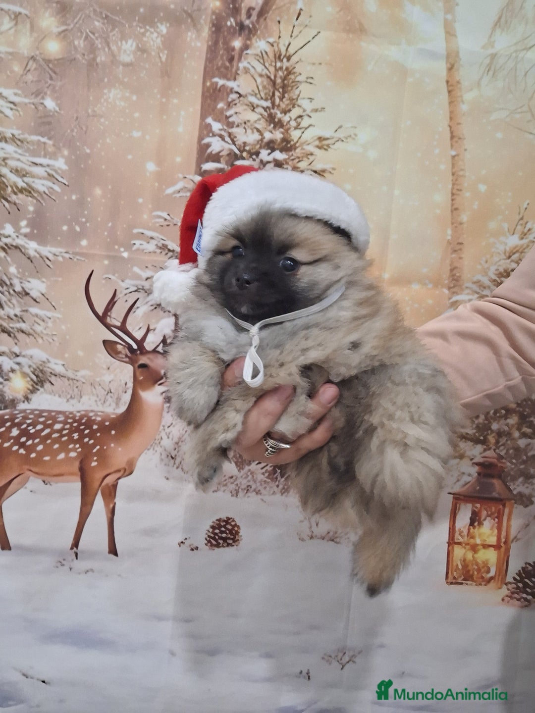 Pomerania perros en venta: Pomerania  - Anuncio 2