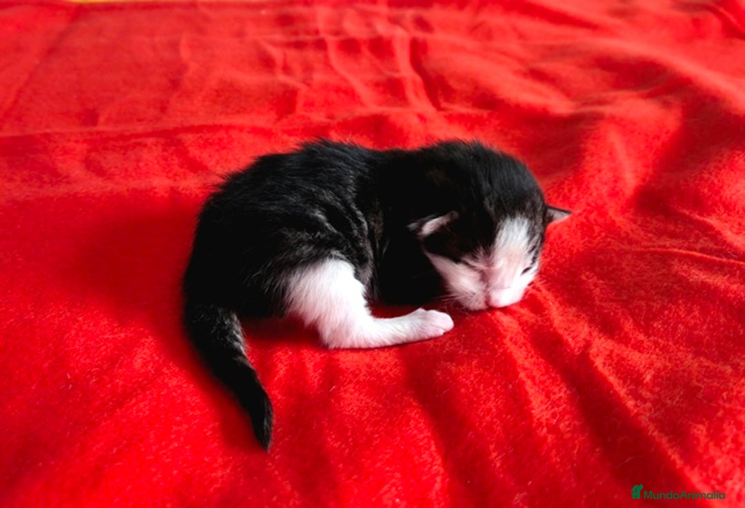 Bosque de Noruega gatos en venta: Gatitos bosques de noruega  - Anuncio 6