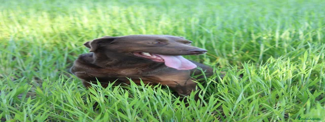 Jara 