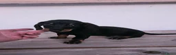 Teckel perros en venta: Cachorros teckel  - Anuncio 4