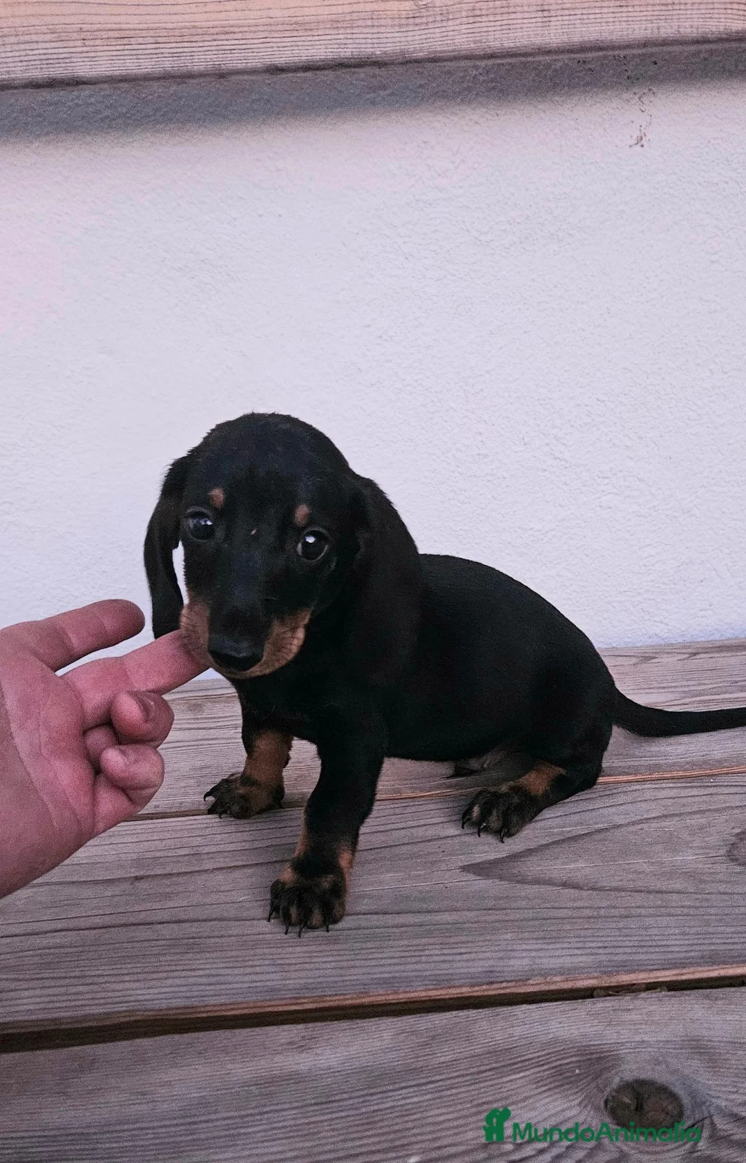 Teckel perros en venta: Cachorros teckel  - Anuncio 4