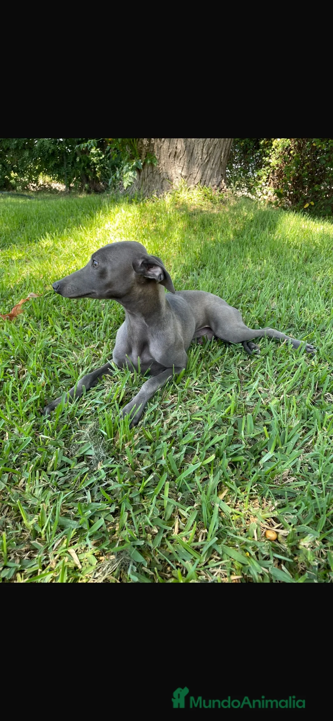 Whippet perros en venta: Whippet  - Anuncio 3