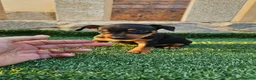 Pinscher Miniatura perros en venta: Mini pinscher miniatura - Anuncio 2