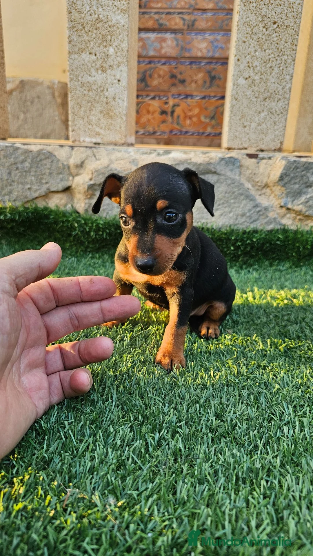 Pinscher Miniatura perros en venta: Mini pinscher miniatura - Anuncio 2