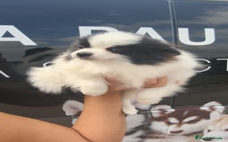 Pomerania perros en venta: Lulú Pomerania oportunidad! Macho - Imagen 5