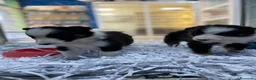 Border Collie perros en venta: Cachorros Border collie 350€ ¡PRECIO REAL! - Anuncio 3
