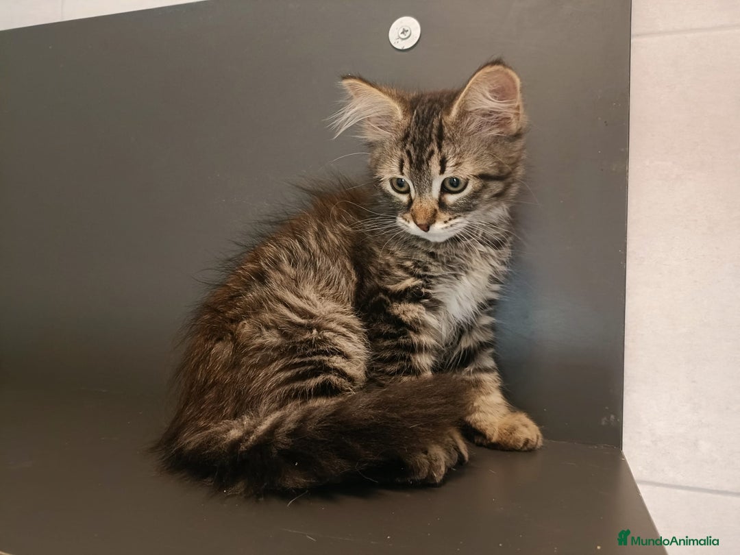Siberiano gatos en venta: Gatitos siberianos hipoalergénicos - Imagen 4