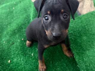 Pinscher Miniatura perros - Anuncio 2