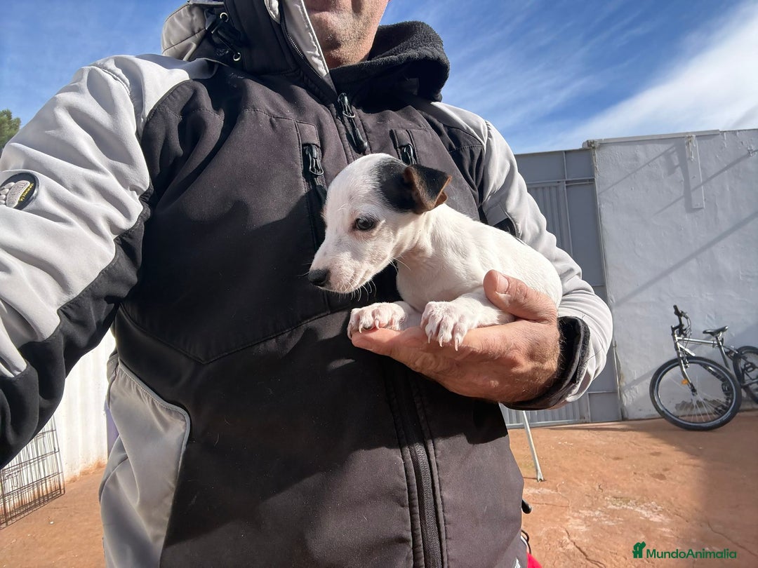 Jack Russell Terrier perros en venta: Jack Russell nueva camada  - Anuncio 3