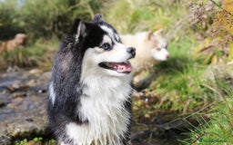 Pomsky perros en venta: Pomsky mini F5 - Imagen 4