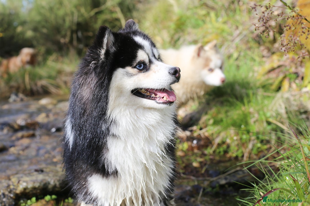 Pomsky perros en venta: Pomsky mini F5 - Imagen 4
