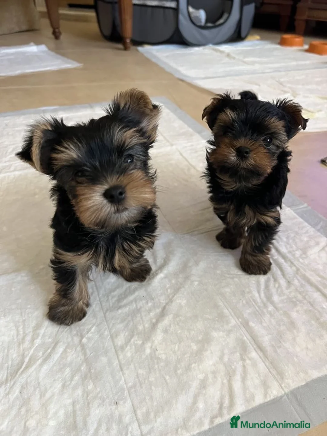 Yorkshire Terrier perros en venta: Yorkshire ¡precio real! - Anuncio 3