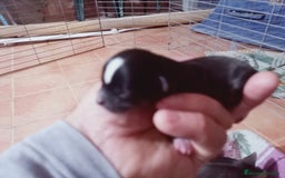 Chihuahua perros en venta: Camada de Sopa Chihuahua  - Imagen 4