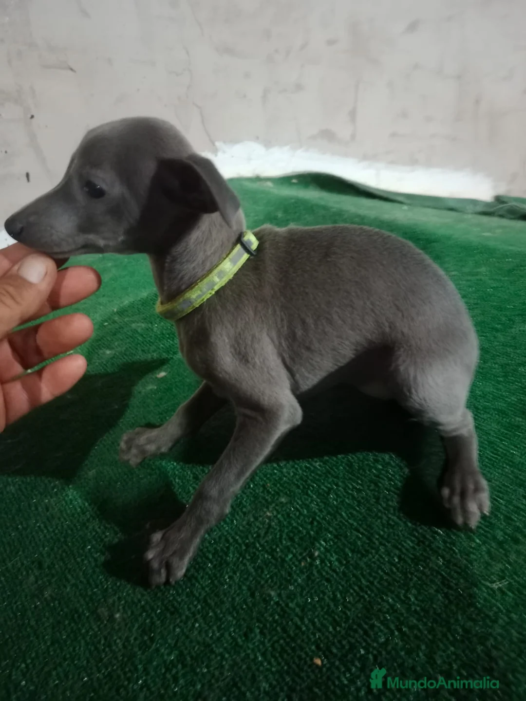 Pequeño Lebrel Italiano perros en venta: Cachorros de lebrel italiano - Anuncio 7