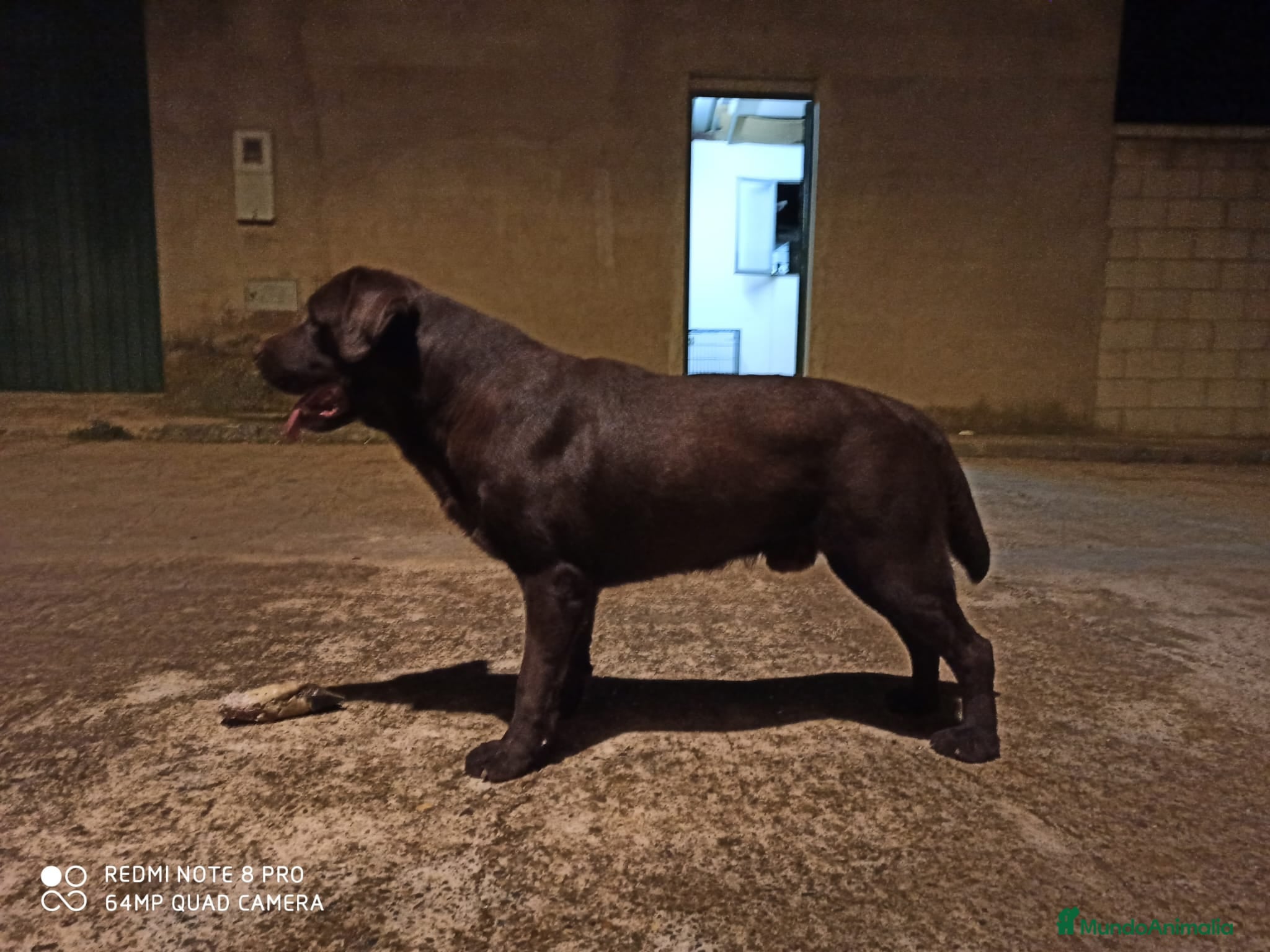 Labrador Retriever perros en venta: Hembra labrador retriever chocolate  en Granada - Anuncio 7