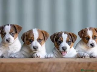 Jack Russell Terrier perros - Anuncio 24