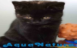 Británico de Pelo Corto gatos en venta: British Hembra 7790 AQUANATURA - Anuncio 6