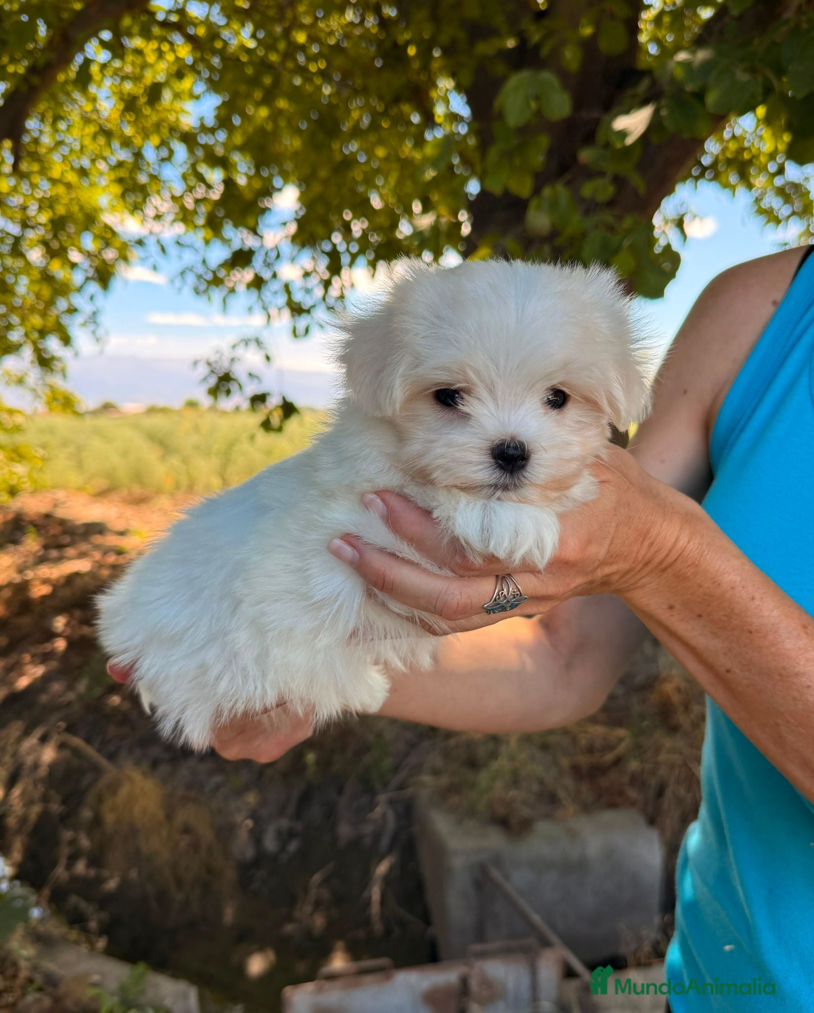 Bichón Maltés perros Bichón maltés - Anuncio 1