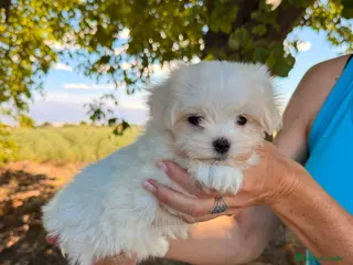 Bichón Maltés perros Bichón maltés - Anuncio 1