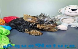 Yorkshire Terrier perros en venta: Yorkshire Macho CJMM 2435 AQUANATURA - Imagen 5