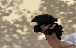 Caniche Toy perros en venta: Caniche toy - Imagen 2