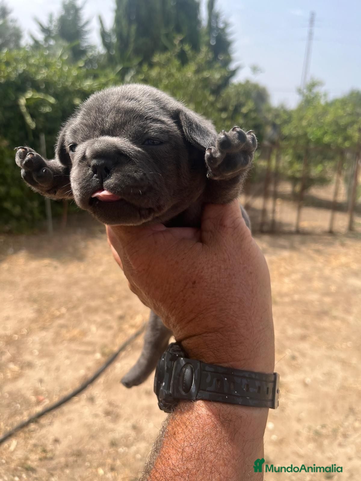Bulldog Francés perros Bulldog francés blue - Anuncio 1