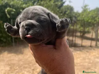 Bulldog Francés perros Bulldog francés blue - Anuncio 4