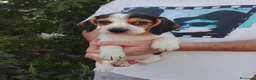 Beagle perros en venta: Beagle disponibles🐾🐶 - Anuncio 1