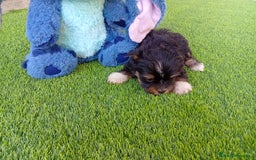 Biewer Yorkshire Terrier a la Pom Pon perros en venta: OPORTUNIDAD DE VERANO  - Imagen 6