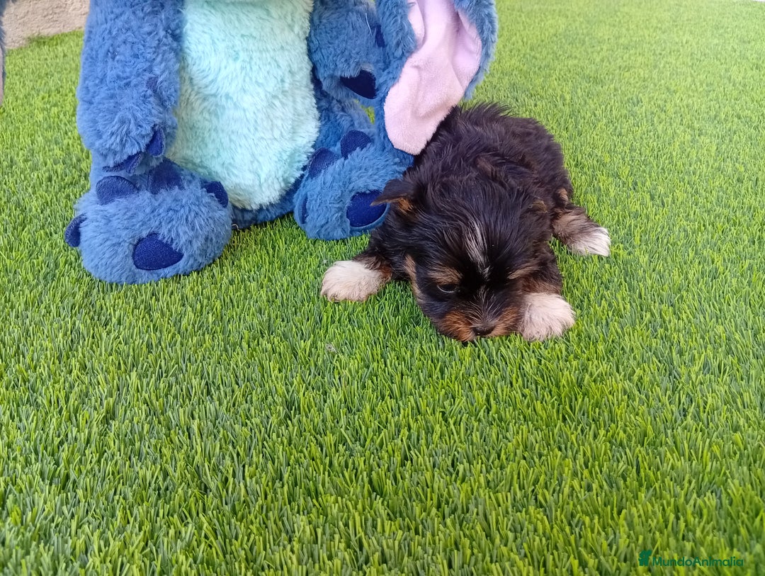 Biewer Yorkshire Terrier a la Pom Pon perros en venta: OPORTUNIDAD DE VERANO  - Imagen 6