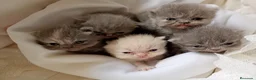 Persa gatos en venta: Gatitos persa y malayo - Anuncio 13