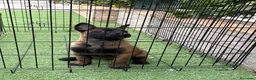 Pastor Belga Malinois perros en venta: Cachorro de Malinois  - Anuncio 3