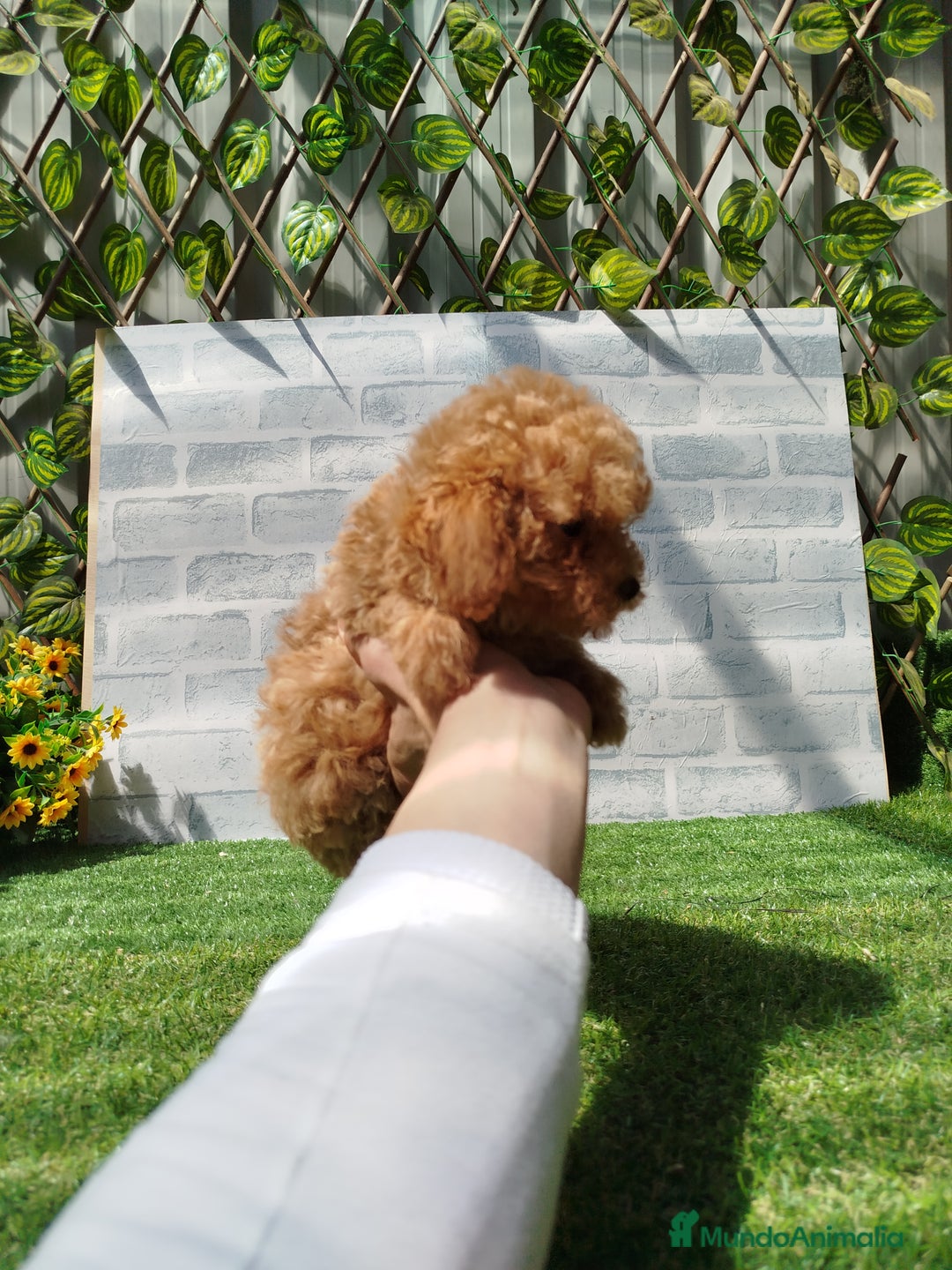 Caniche Toy perros en venta: Caniche rojo - Imagen 5