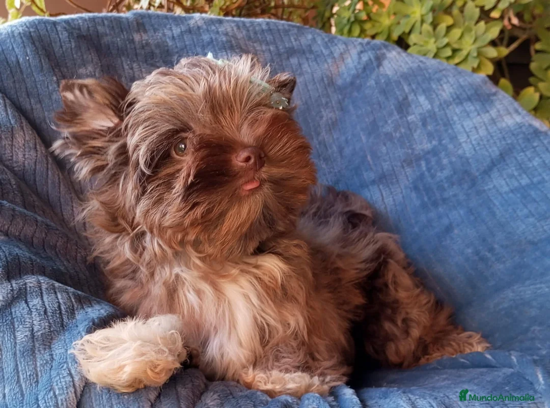 Biewer Yorkshire Terrier a la Pom Pon perros en venta: Cachorros Yorkshire chocolate - Anuncio 5
