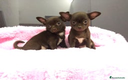 Chihuahua perros en venta: Chihuahua mini - Imagen 3