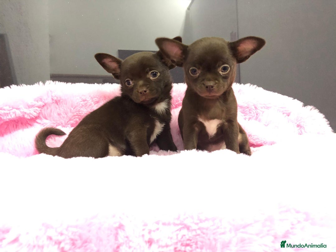 Chihuahua perros en venta: Chihuahua mini - Imagen 3