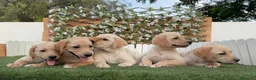 Labrador Retriever perros en venta: LABRADOR RETRIEVER - Anuncio 2