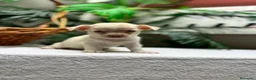 Chihuahua perros en venta: CHIHUAHUA-MACHO - Anuncio 18