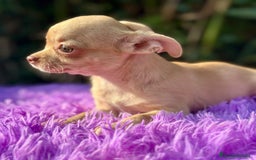 Chihuahua perros en venta: Chihuahua toy  - Imagen 2