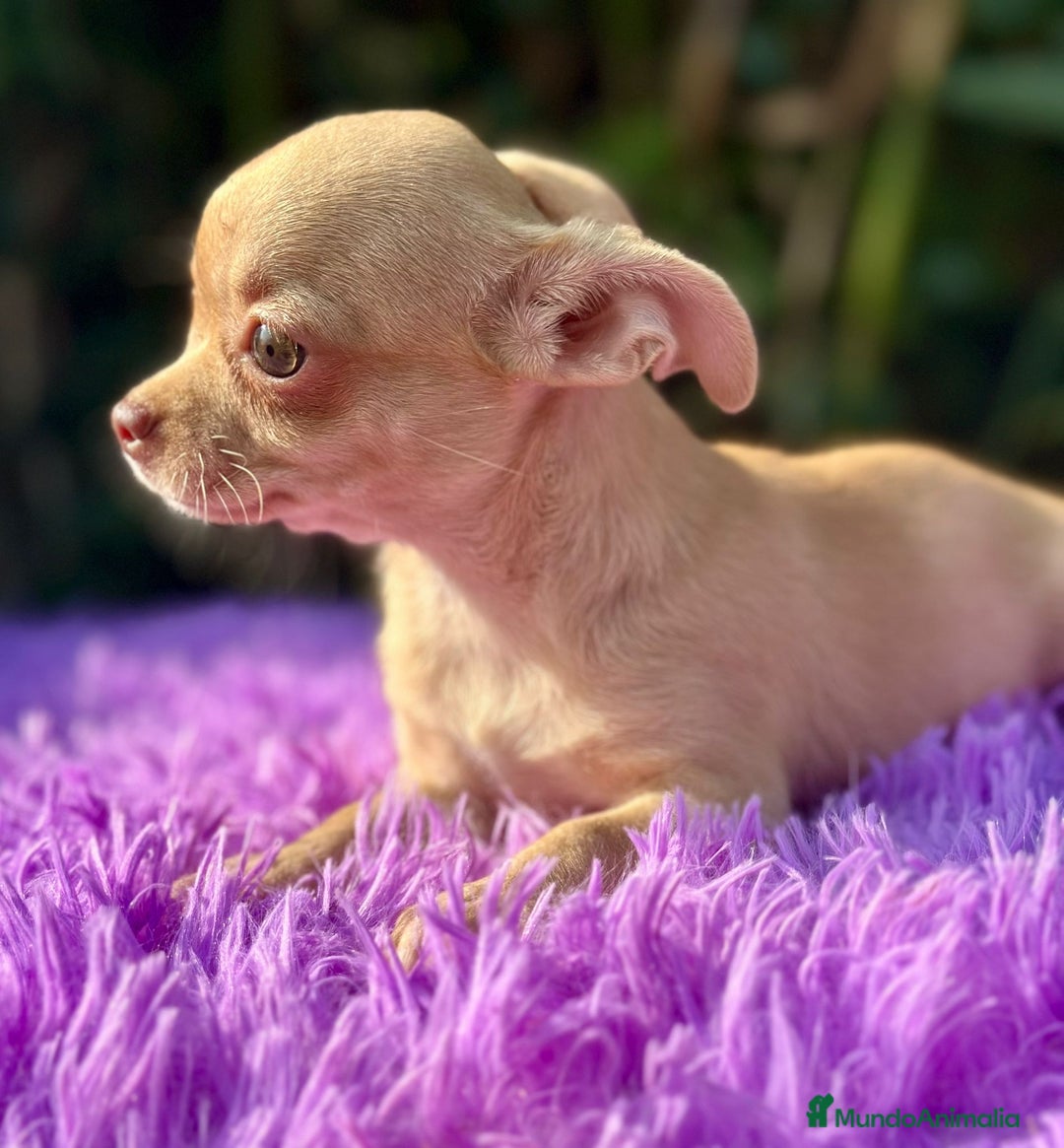 Chihuahua perros en venta: Chihuahua toy  - Imagen 2