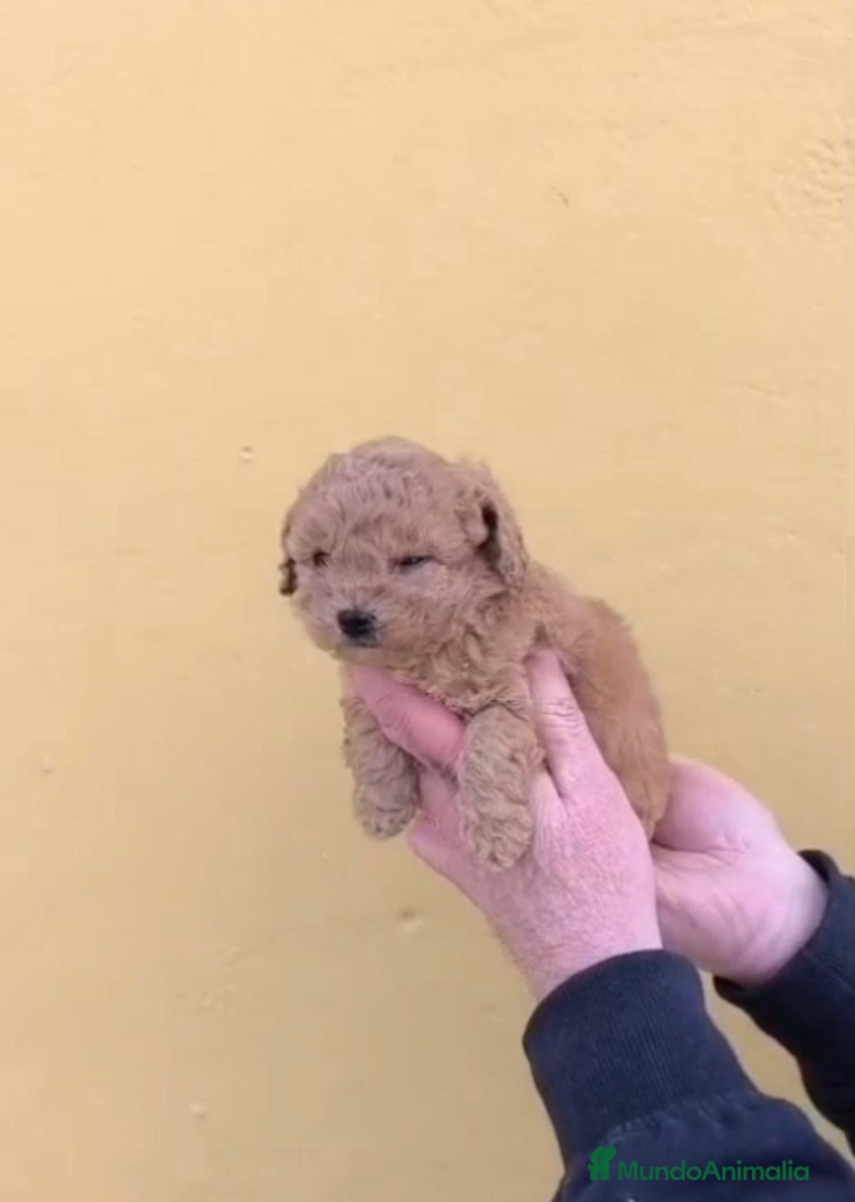 Caniche Toy perros Caniche toy  - Anuncio 1