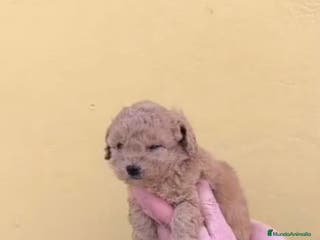 Caniche Toy perros Caniche toy - Anuncio 1