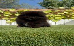 Pomerania perros en venta: POMERANIA MACHO - Imagen 13