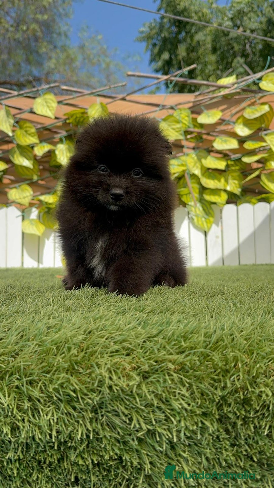 Pomerania perros en venta: POMERANIA MACHO - Imagen 13