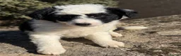 Raza Mixta perros en venta: Preciosos cachorros Aussiedoodle  - Anuncio 3