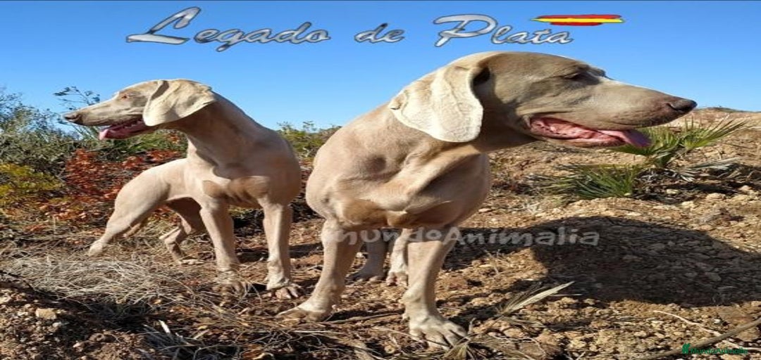 Imagen de galería {{count}}