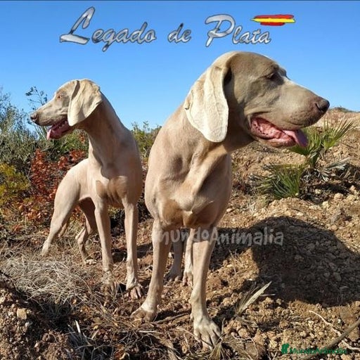 Imagen de galería {{count}}